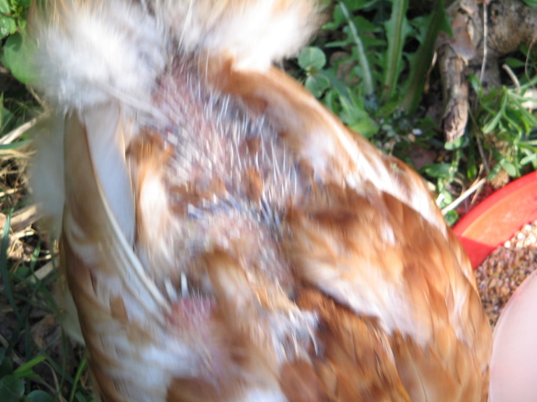 Lees meer over het artikel Blog- Kippensoep of kippensoap 1: Truus de kip