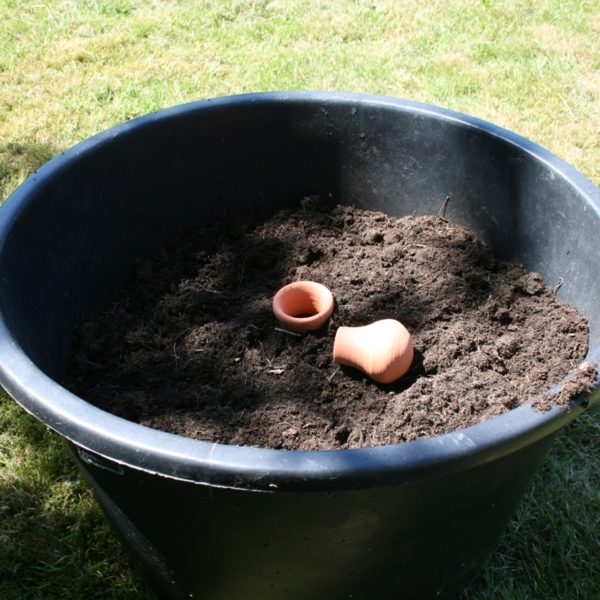 Geld besparen: 10 planten in de moestuin met het hoogste rendement