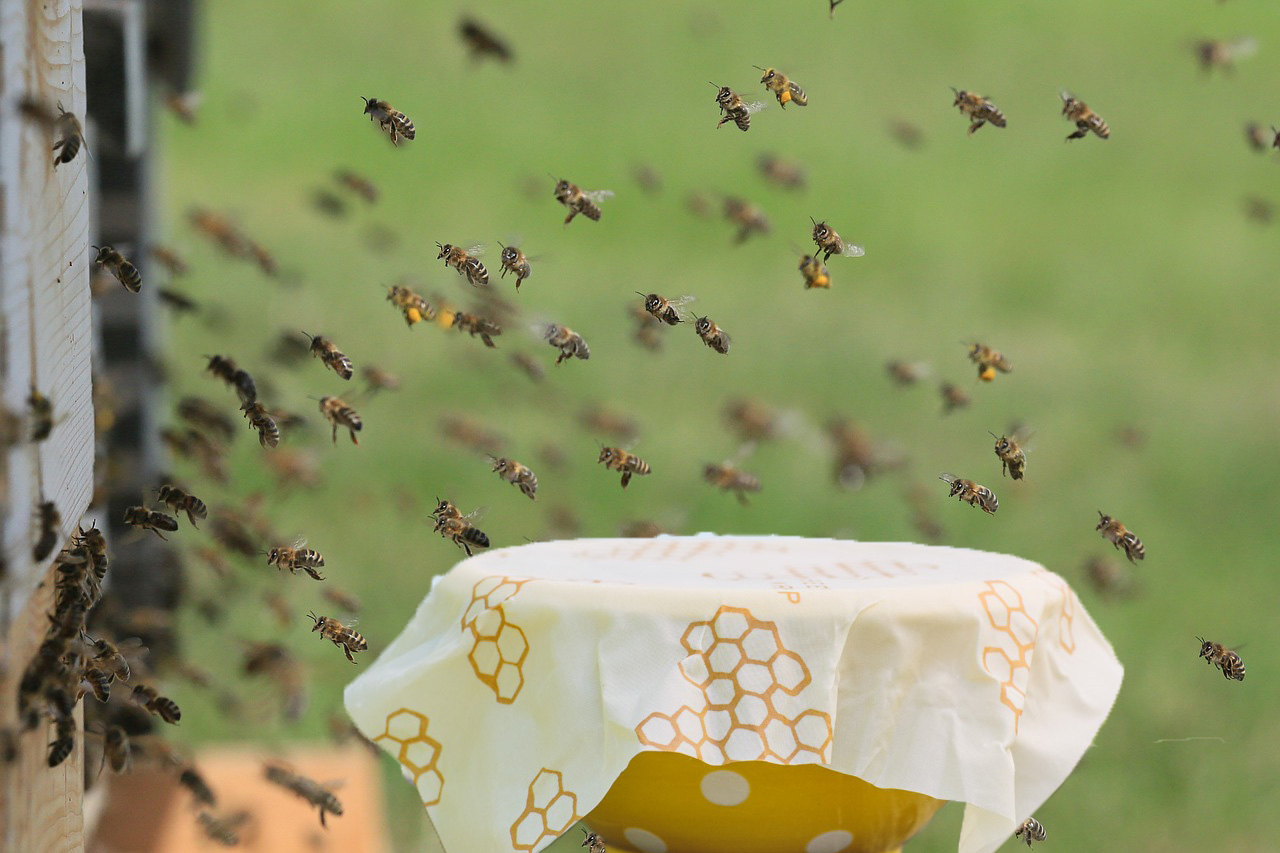 Je bekijkt nu Van de bloemetjes en de bijenwas – Gastblog