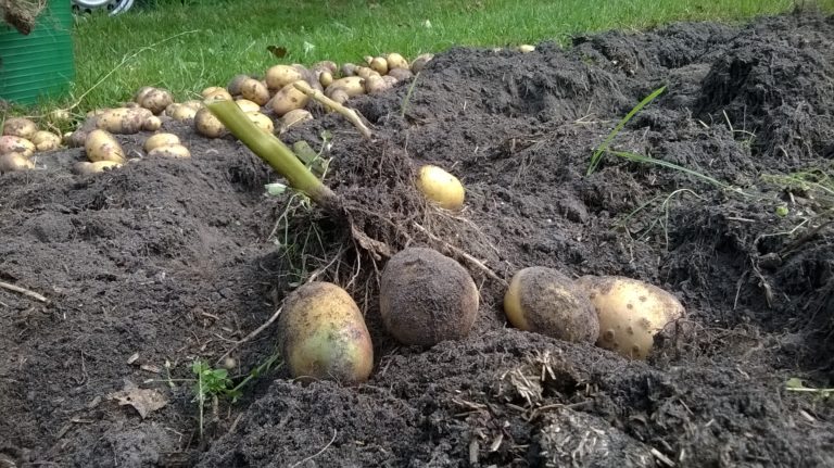 Lees meer over het artikel Aardappels kweken op je balkon?