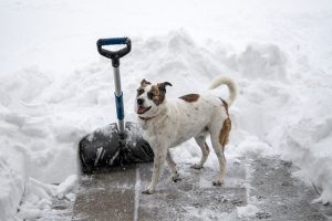 Lees meer over het artikel Wintertip: Gladde stoep