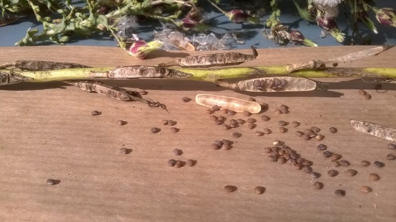 Je bekijkt nu Planten zaad bewaren op een slimme manier