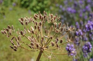 planten zaad