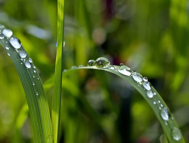 Lees meer over het artikel IBC vat | Tips om regenwater op te vangen