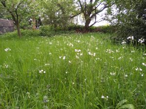 de groene tuin