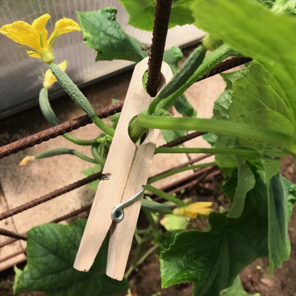 plantenklem