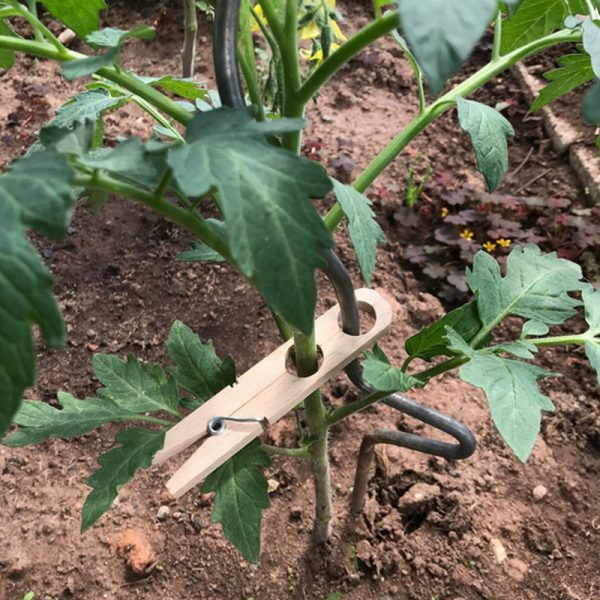 plantenklem