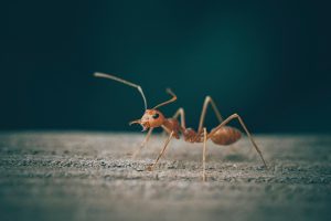 Lees meer over het artikel Beestjes in de tuin